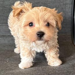 Jasper - Apricot male Maltipoo puppy in Lebanon, Kentucky from Mosaic Merle Doodles
