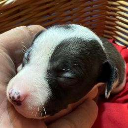 Italian Greyhound Puppies from WAHLTOWAHLIGGYS