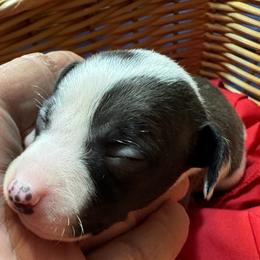 Italian Greyhound Puppies from WAHLTOWAHLIGGYS