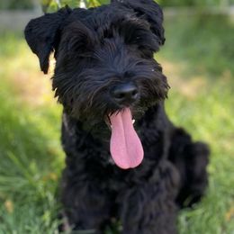 Miniature Schnauzers from Winston Loves Shelby