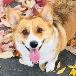 Pembroke Welsh Corgis from S and S Corgi's