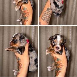 Cedar - Blue merle male Toy Australian Shepherd puppy in Carlsbad, New Mexico from New Mexico Aussies