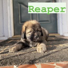 Neapolitan Mastiff and Tibetan Mastiff Puppies from Carolina Coastal Mastinos