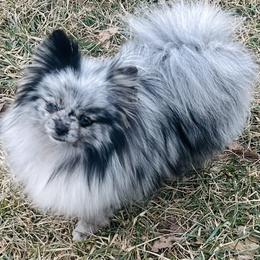 Manuka - Blue merle female Pomeranian puppy in Buck Valley, Pennsylvania from Buck Valley Pomeranians