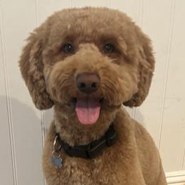 Captain Sully - Goldendoodle