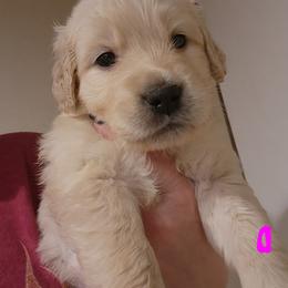 Pink - Golden female Golden Retriever puppy in Lucasville, Ohio from Halo Kennels