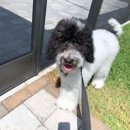Aussiedoodle Puppies from Oatbird Ranch Aussiedoodles