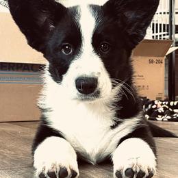 Boy 2 - male Cardigan Welsh Corgi puppy in Middleburg, Florida from Stornoway Cardigan Welsh Corgis