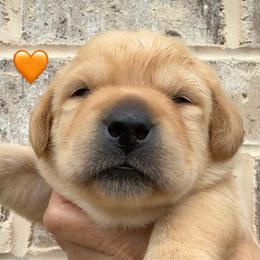 Orange collar - Yellow male Labrador Retriever puppy in Clinton, Tennessee from Summer Rose