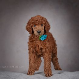 Poodle Puppies from Independence Poodles