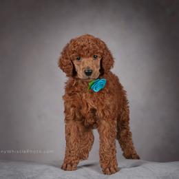 Poodle Puppies from Independence Poodles