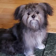 Mi-Kis and Shih Tzus from Tiny Tzu Mighty Shih Tzus & Mi-Kis