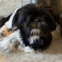 Mickey - Shih Tzu