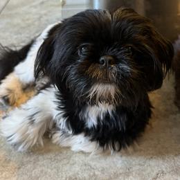 Mickey - Shih Tzu