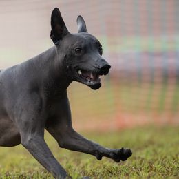 Xoloitzcuintli from Rozma Xolos