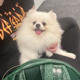 Pomeranian Puppies from Candy Shop Poms