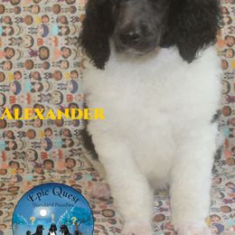 Alexander - Parti Poodle puppy in Petersburg, Virginia from Epic Quest Standard Poodles