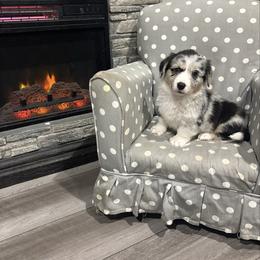 Tinsel - Blue merle and white male American Corgi puppy in Temple, Texas from Silver Moon Cardigan and American Corgis
