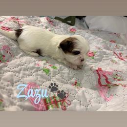 Zazu - Black gold and white male Shih Tzu puppy in Pearland, Texas from Pup Paw-lace