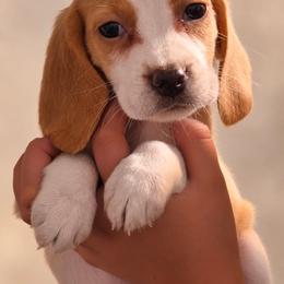 Tin Man - Lemon and white male Beagle puppy in Lake City, Florida from Sunkissed Beagles