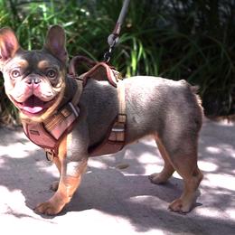 Girl 1 - Tricolors French Bulldog puppy in Florida from Love My Frenchiess