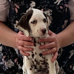 Gere - White and liver brown male Dalmatian puppy in Lusby, Maryland from CarriageHill Dalmatians
