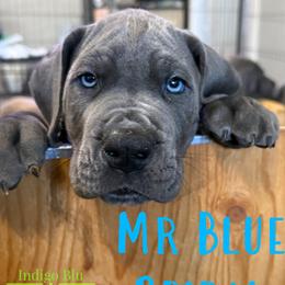 Mr. Blue Spiral - Blue male Great Dane puppy in Monroe, Utah from Indigo Blu Danes