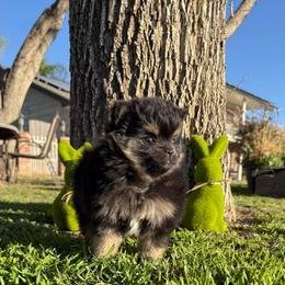 Kacey - Black and tan female Pomeranian puppy in San Jacinto, California from Savvypomeranians