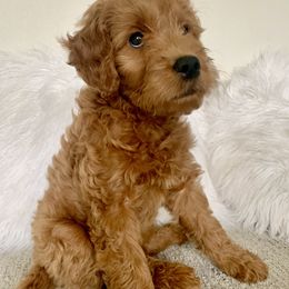 Cavapoos and Goldendoodles from Our Doodle Dwelling