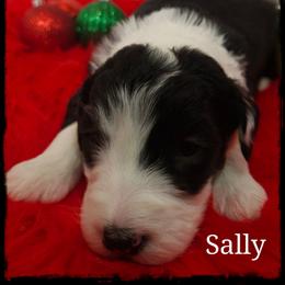 Sally - Black and white female Sheepadoodle puppy in Farley, Iowa from Iowa's Doodle Co.