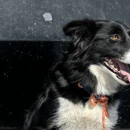 Dolly - Border Collie