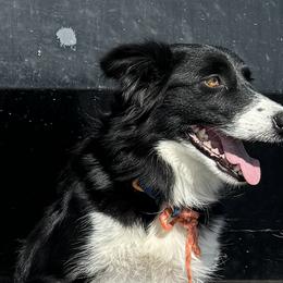 Dolly - Border Collie