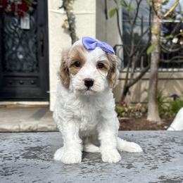 Girl 2 - Parti female Goldendoodle puppy in San Diego, California from Goldendoodles & Poodles of San Diego