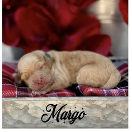 Margo - Caramel ice female Australian Labradoodle puppy in Gladstone, Oregon from Beaver State Labradoodles