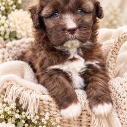 Hailey - Brown and white female Aussiedoodle puppy in Troy, South Carolina from Australian Shepherds of 3/W Farms