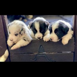 Border Collies from Apex Border Collies