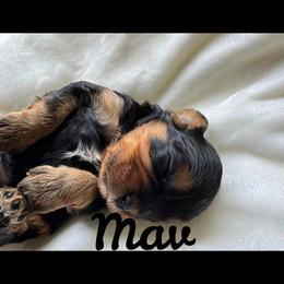Cavapoo All Grown Up from Carolina Canines