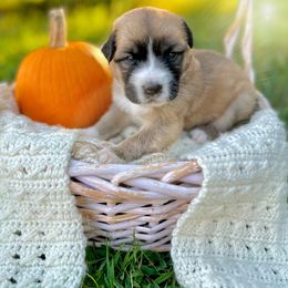 Caucasian Shepherd Dog, Labradoodle, and Saint Bernard Puppies from Blue Line Kennels