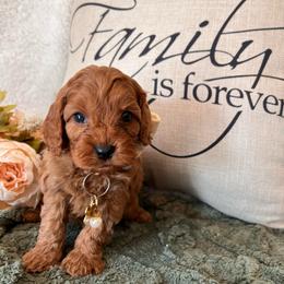 Beckham - Red male Cavapoo puppy in Fairmont, West Virginia from Family Raised Heirloom Companions