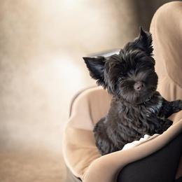 Raven - Liver female Yorkshire Terrier puppy in Gaylesville, Alabama from Sweet Alabama Yorkies