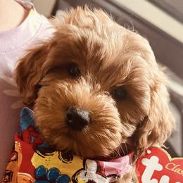 Bernedoodles and Goldendoodles from My Perfect Companion