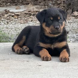 Rottweiler Puppies from Cross Creek Rottweilers