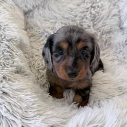 Skittles - Dapple male Dachshund puppy in Eugene, Oregon from FurEver Home