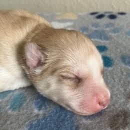 Girl (Pink Collar) - Sable and white female Siberian Husky puppy in College Station, Texas from Texas Siberian Husky Kennels (TSHK)