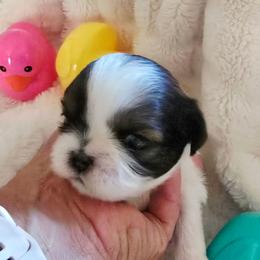 Rock - Black gold and white male Shih Tzu puppy in Fallon, Nevada from Grandma Ts Precious Puppies