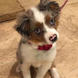 Miniature Australian Shepherd and Toy Australian Shepherd Puppies from Saussie Aussies