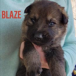 Blaze - Sable male German Shepherd puppy in Harwood, Maryland from Reddington Shepherds