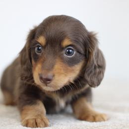 Quinton - Chocolate and tan male Dachshund puppy in Alto, Texas from Prima Dachshunds