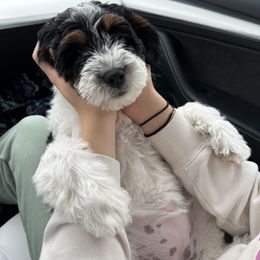 Bernedoodle Puppies from Doodle Dealers