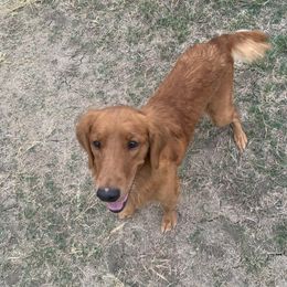 Benelli - Golden Retriever